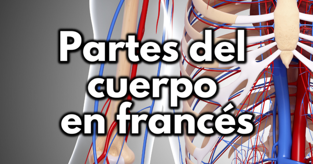 Partes del cuerpo en francés (+lista)