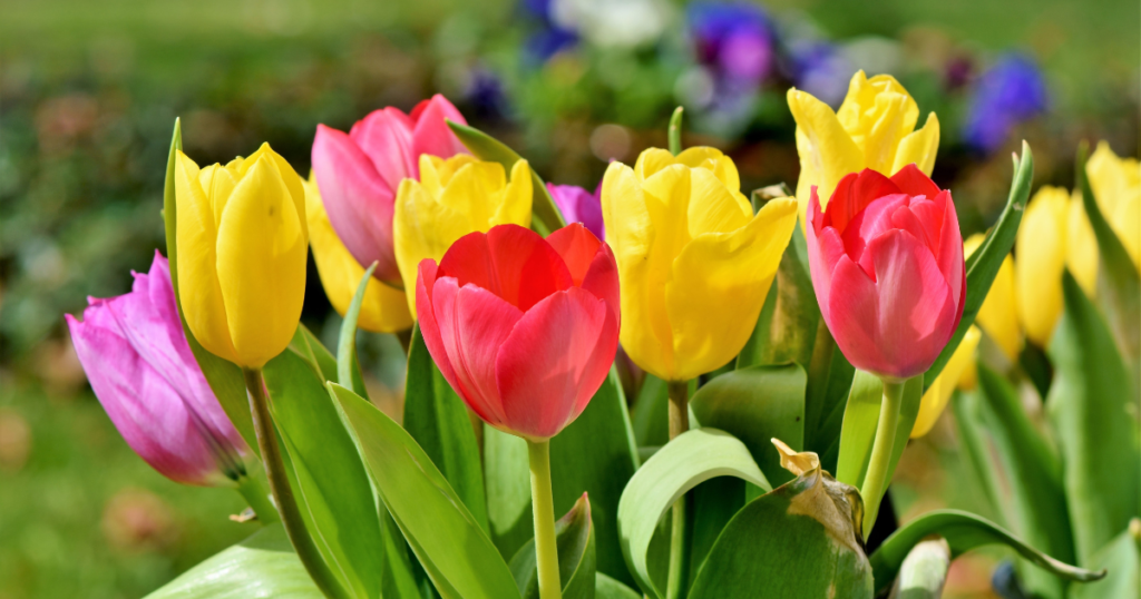 Las flores en francés: curiosidades y vocabulario útil