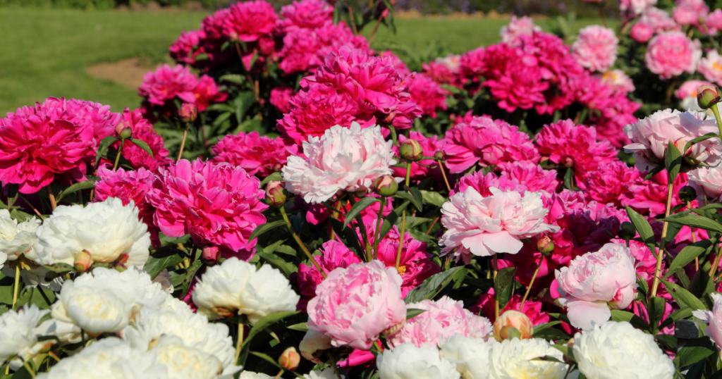 Las flores en francés: curiosidades y vocabulario útil