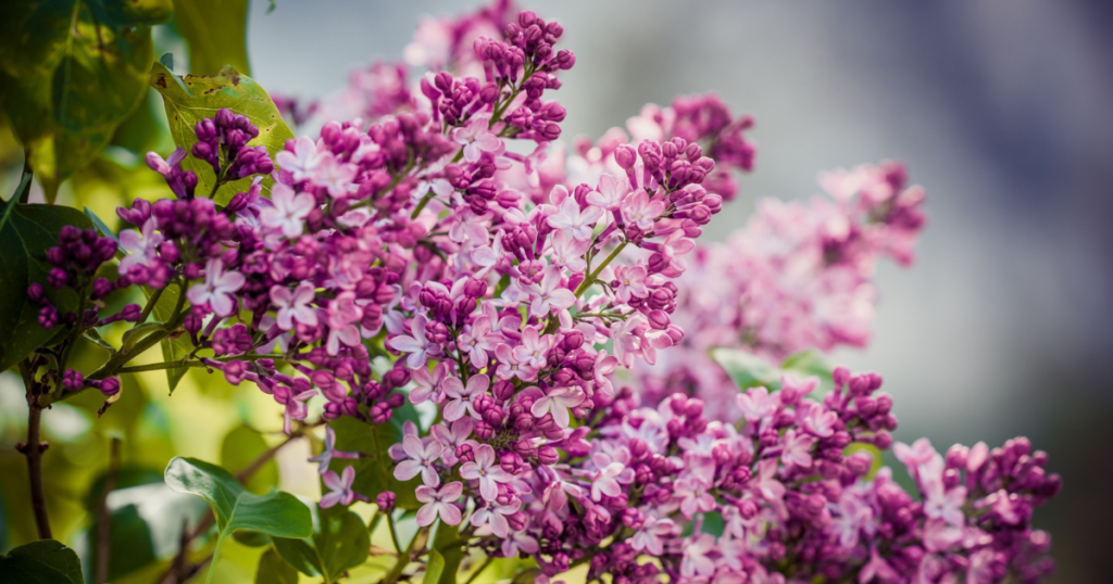 Las flores en francés: curiosidades y vocabulario útil